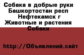 Собака в добрые руки - Башкортостан респ., Нефтекамск г. Животные и растения » Собаки   